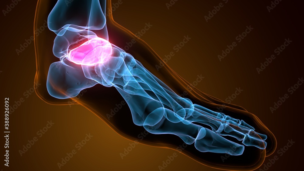 3d illustration of the skeleton foot navicular bone
