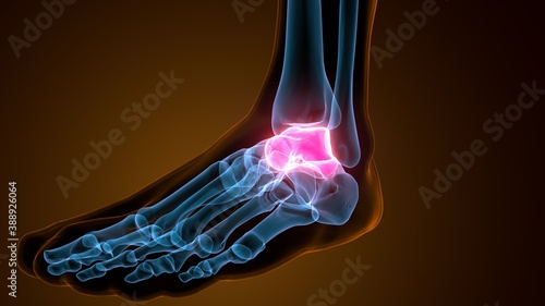 3d illustration of the skeleton foot talus bone 