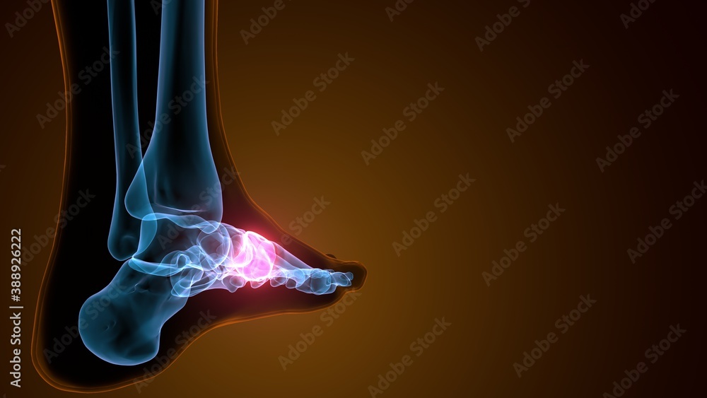 Fototapeta 3d illustration of the human skeleton mid foot bone