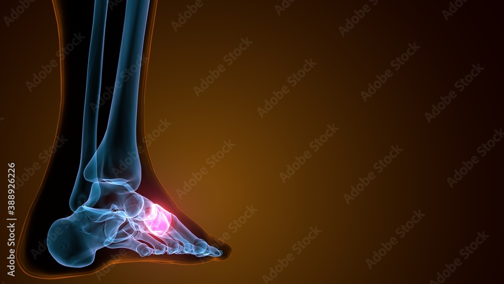 3d illustration of the human skeleton mid foot bone 3d illustration of the human skeleton mid foot bone