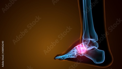 3d illustration of the skeleton foot medial cuneiform bone
