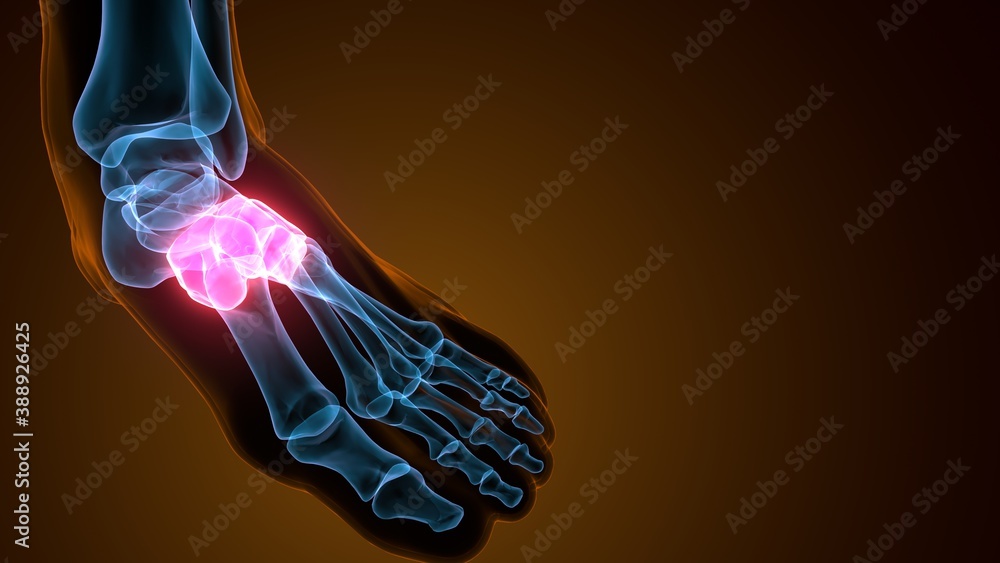 3d illustration of the human skeleton midfoot bone anatomy
3d illustration of the human skeleton midfoot bone anatomy