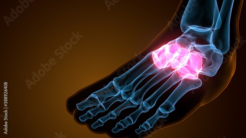 Tableau sur toile 3d  illustration of the human skeleton midfoot bone anatomy