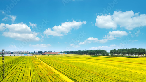 Farmland under blue sky and white clouds