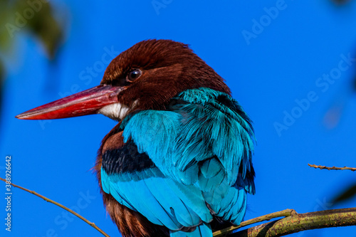 White throater kingfisher close up