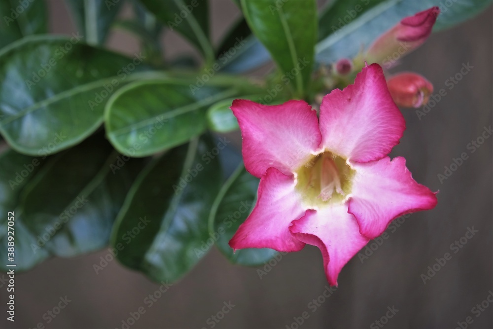 Adenium Flower. Adenium obesum is grown as a houseplant in temperate regions. Adeniums are appreciated for their colorful flowers, but also for their unusual, thick caudices. Adenium Flower. Adenium obesum is grown as a houseplant in temperate regions. Adeniums are appreciated for their colorful flowers, but also for their unusual, thick caudices.