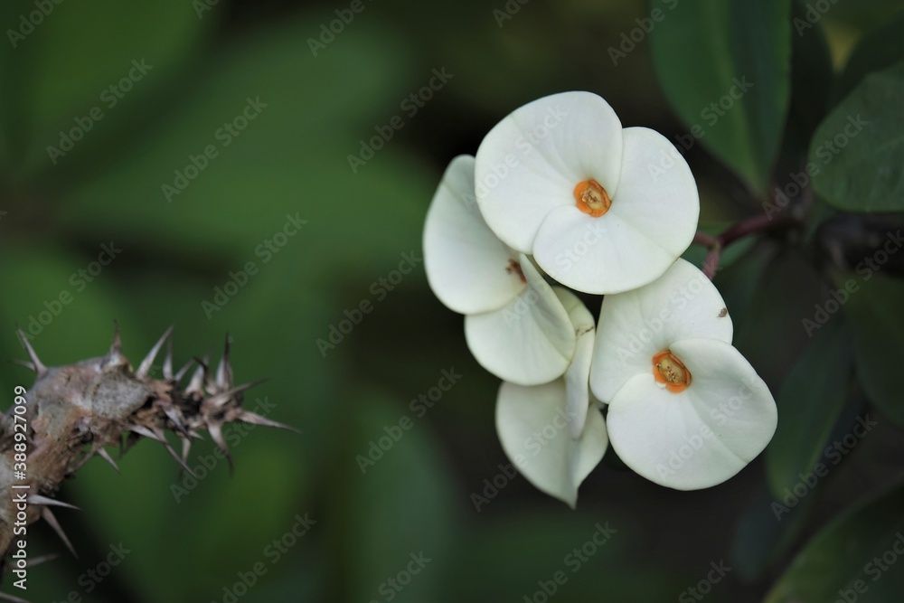 Fototapeta premium Euphorbia milii from Kerala India