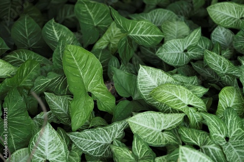 Caladium bicolor  called Heart of Jesus  is a species in the genus Caladium from Latin America