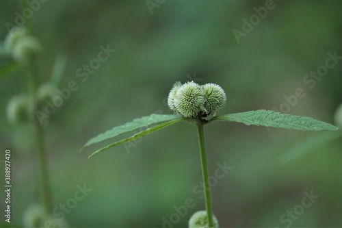 Hyptis capitata, also known as false ironwort photo