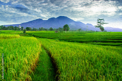 The vast expanse of green rice fields in the morning with beautiful mountains in Indonesia