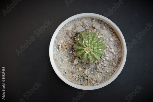 A cactus on the pot. is the plant family Cactaceae