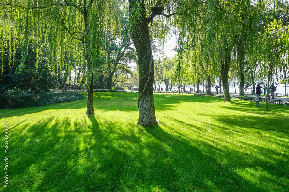 Sunshine forest and grassland in the park