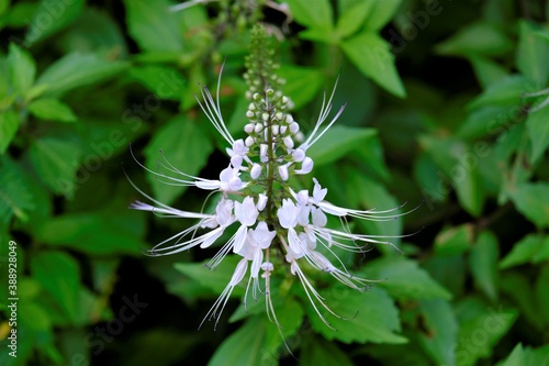 Orthosiphon aristatus is a plant species in the family of Lamiaceae / Labiatae. The plant is a medicinal herb found mainly throughout southern China, the Indian Subcontinent, South East Asia 