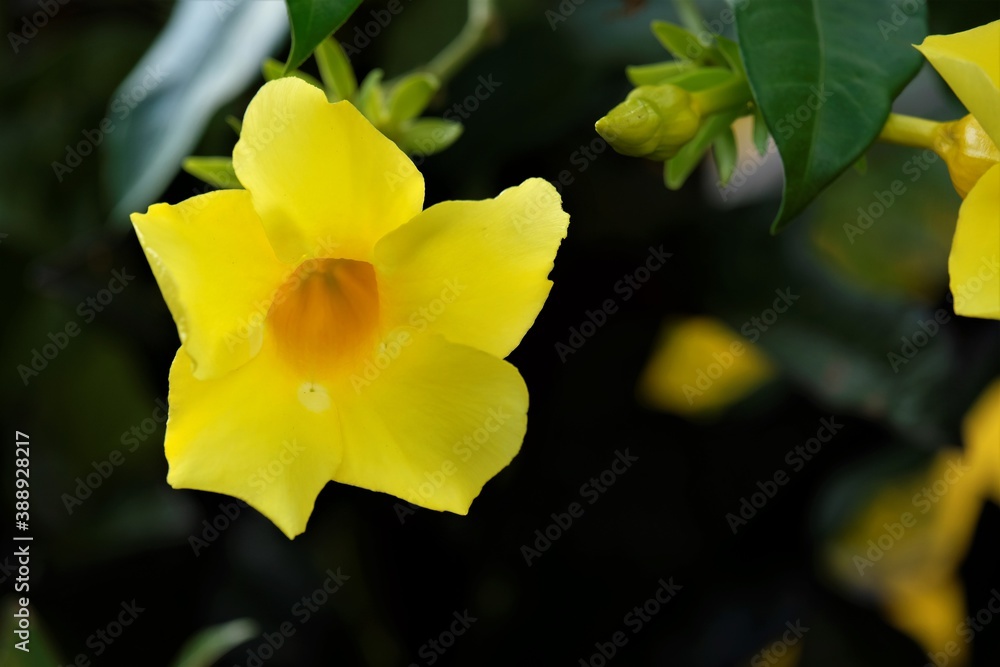 Allamanda cathartica, commonly called golden trumpet, trumpetvine, and yellow allamanda, is a species of flowering plant of the genus Allamanda in the family Apocynaceae. Allamanda cathartica, commonly called golden trumpet, trumpetvine, and yellow allamanda, is a species of flowering plant of the genus Allamanda in the family Apocynaceae.