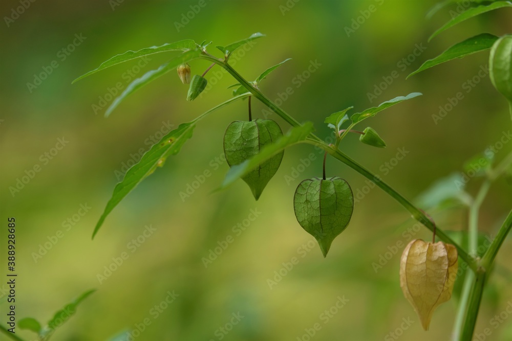 Physalis species are called groundcherries. Physalis species are called groundcherries.