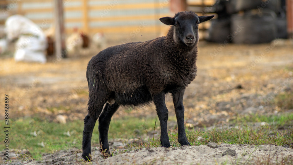 Young black ram on the farm. Looks into the camera. Young black ram on the farm. Looks into the camera.