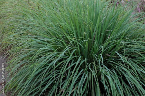 Cymbopogon citratus, commonly known as West Indian lemon grass or simply lemon grass