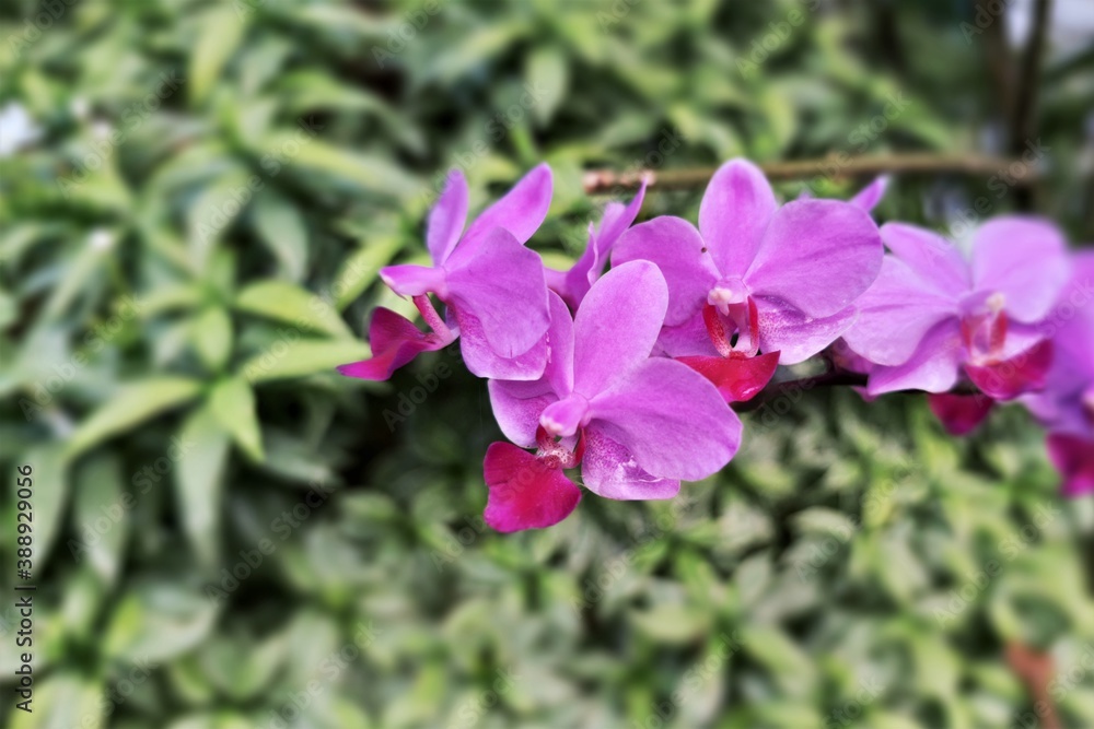 Phalaenopsis commonly known as moth orchids, is a genus of about seventy species of plants in the family Orchidaceae. Phalaenopsis commonly known as moth orchids, is a genus of about seventy species of plants in the family Orchidaceae.