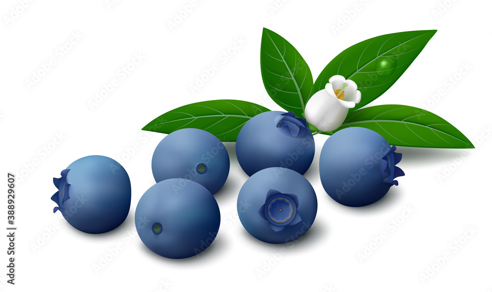 Realistic vector illustration of fresh blueberry berries with green leaves and flower isolated on white background. Realistic vector illustration of fresh blueberry berries with green leaves and flower isolated on white background.