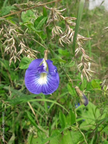 Close Shot Of Blue Pea Vine Flower, Beautiful Flower Of Outdoor Garden