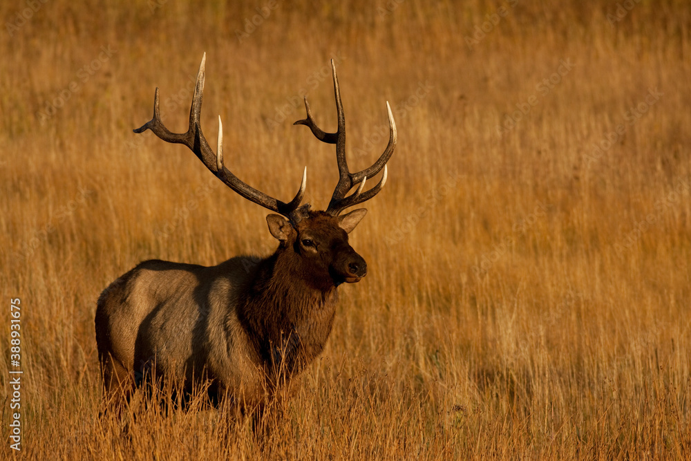  Royal 6 point Bull Elk 