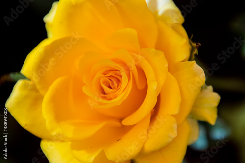 A closeup of a yellow rose