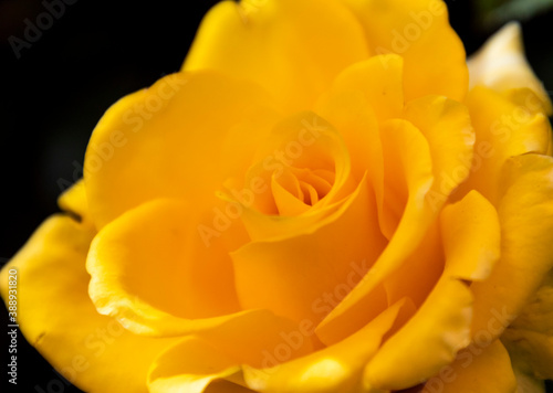 A closeup of a yellow rose
