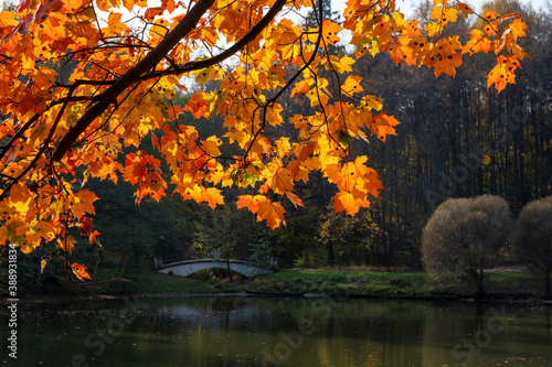 Colorful autumn maple leaves on branch over dark pond. Autumn landscape. Fall maple trees  red  yellow orange nature background. 