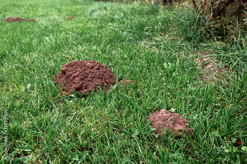 There are many mole hills dug on a beautiful green lawn. Harm and damage caused by wild rodents to gardening. Means and traps for the destruction of the pest. Close-up banner