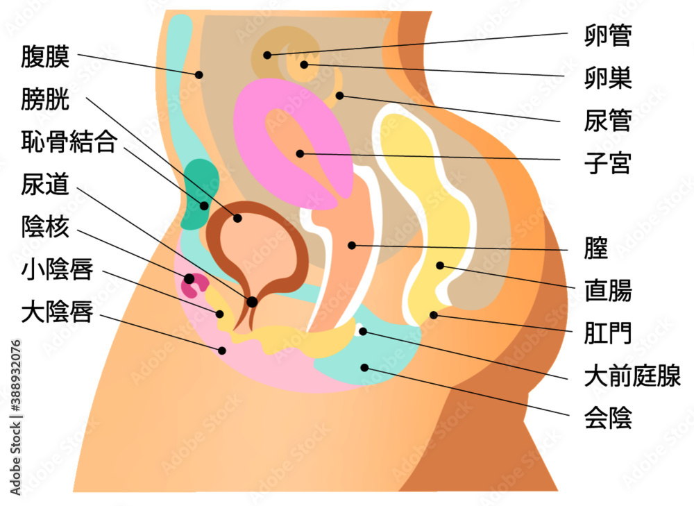 Obraz premium 女性生殖器系 5 イラスト 説明