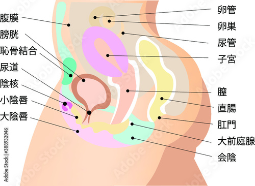 女性生殖器系　5　イラスト　説明