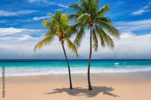 Tropical sunny beach with coco palms and the turquoise sea on Caribbean island. 