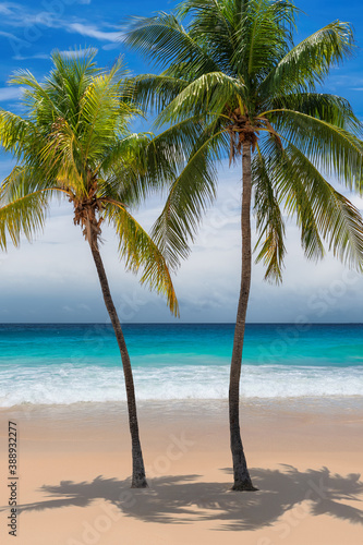 Fototapeta Naklejka Na Ścianę i Meble -  Paradise tropical sunny beach with coco palms and the turquoise sea on Caribbean island.	