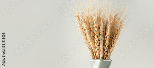 Yellow ears of wheat in a vase on white background with copy space. Banner.
