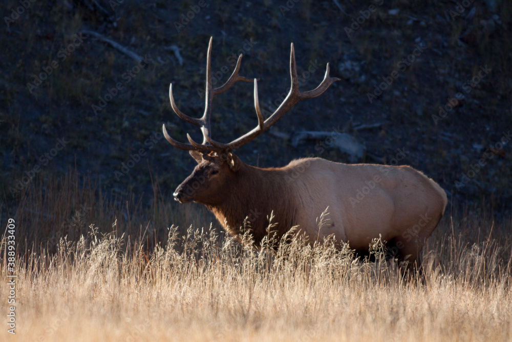 Magnificent Royal 6 point Bull Elk walking from shadows into Morning Sunlight Magnificent Royal 6 point Bull Elk walking from shadows into Morning Sunlight