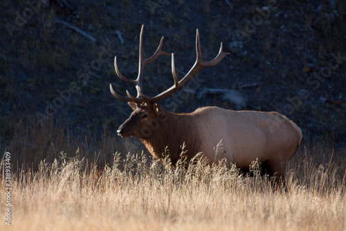 Magnificent Royal 6 point Bull Elk walking from shadows into Morning Sunlight