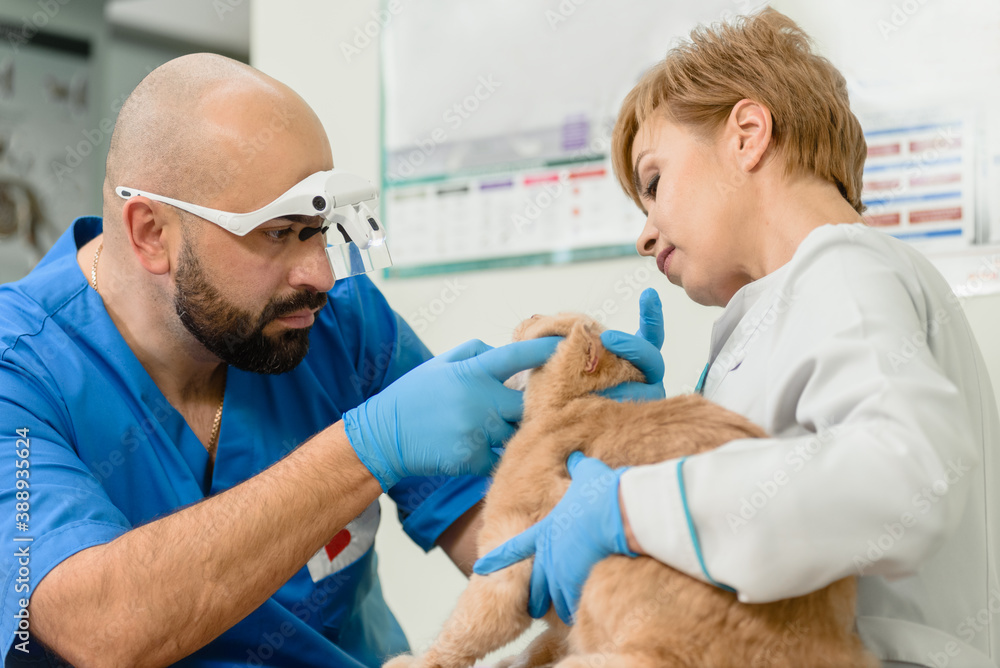 Obraz premium Veterinarian doctor with assistant checking Scottish fold cat in vet clinic