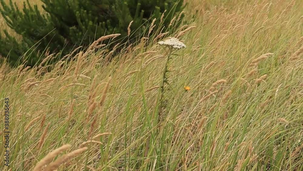 Dunes white tall flower among green and brown grass and tiny yellow flower blowing in wind with green pine tree Dunes white tall flower among green and brown grass and tiny yellow flower blowing in wind with green pine tree