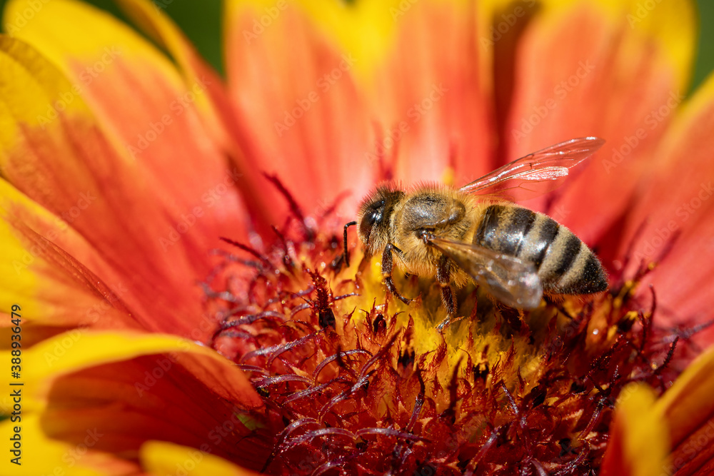 Bee on a orange flower collecting pollen and nectar for the hive Bee on a orange flower collecting pollen and nectar for the hive