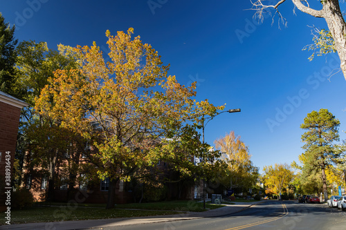 Beautiful fall color around the campus of Northern Arizona University photo