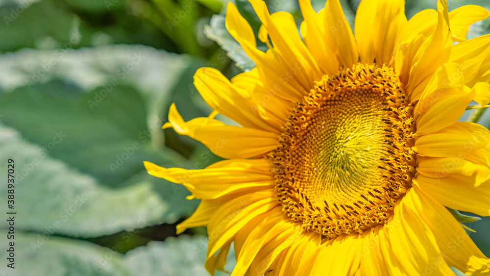 Naklejka premium Sunflower on a field during hot summer day.