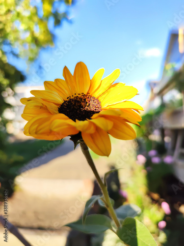 Sonnenblume mit Lichtstrahl und Hinterghrundunschärfe photo