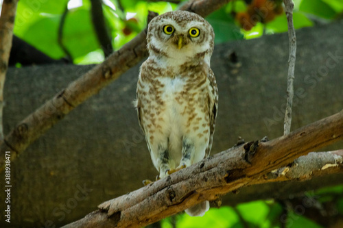 Spotted owlet on a tree 