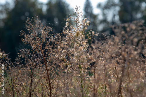 Dry flowers on a background of dark trees.