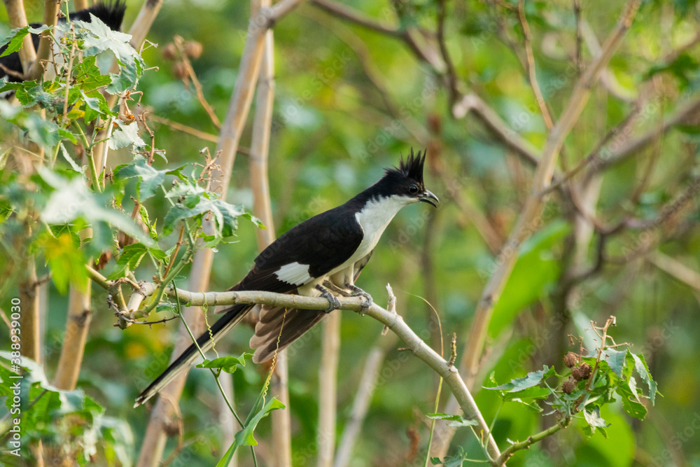 Fototapeta premium Jacobin cuckoo sitting on a branch