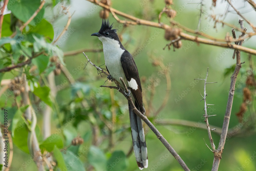 Jacobin cuckoo sitting on a branch