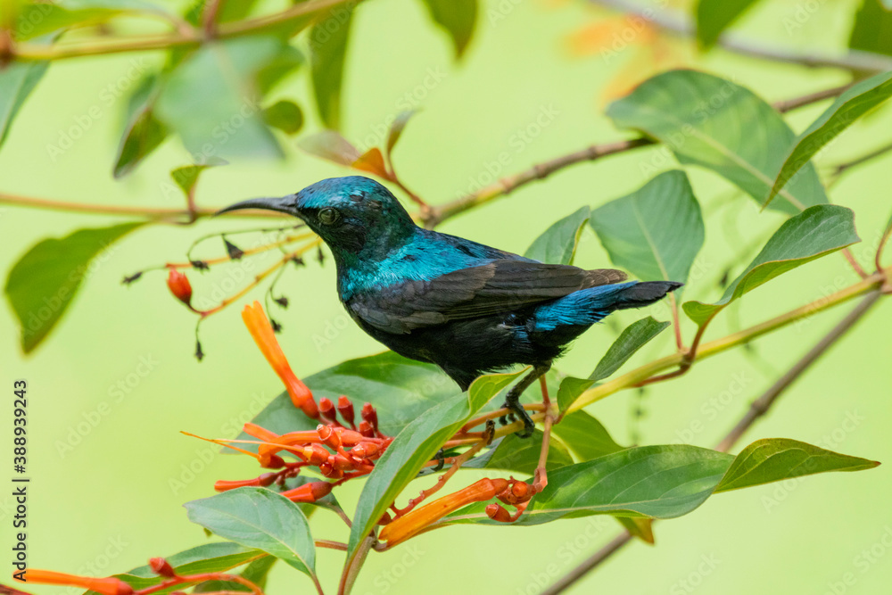 The purple sunbird male, perching