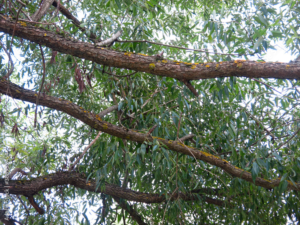 thick branches of a willow tree against the sky thick branches of a willow tree against the sky