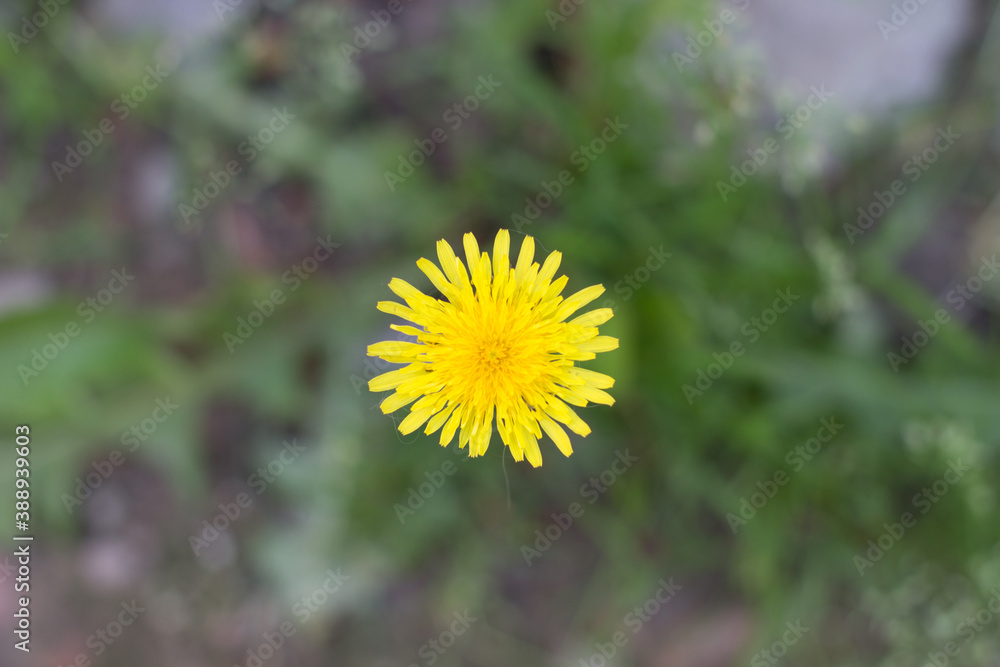 yellow dandelion growing in a green meadow yellow dandelion growing in a green meadow