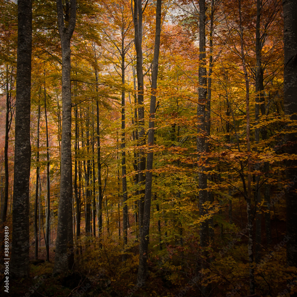 Autumn trees in the woods with colorful foliage, forming a vertical pattern background